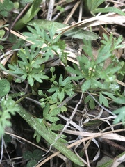 Ammoselinum butleri