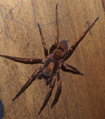 Uliodon albopunctatus