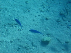 Caesio lunaris