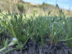 Harpagonella palmeri
