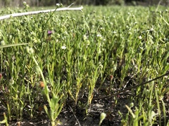 Harpagonella palmeri
