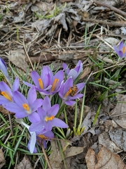 Crocus