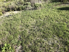 Harpagonella palmeri