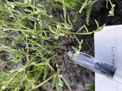 Harpagonella palmeri