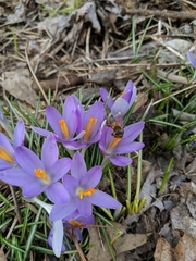 Crocus