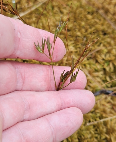 Image of Juncus pelocarpus by (c) Mike Zifkin, some rights reserved (CC BY)