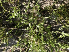 Harpagonella palmeri