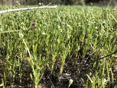 Harpagonella palmeri