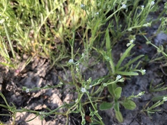 Harpagonella palmeri