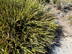 Cytisus galianoi