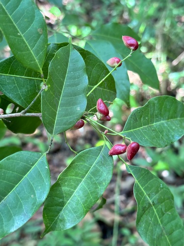 Protium aracouchini