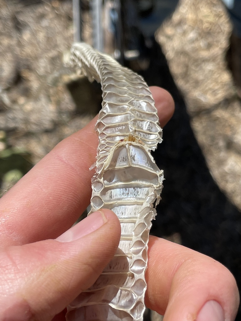 Colubrine Snakes from Woodson, TX, US on October 14, 2023 at 12:43 PM ...