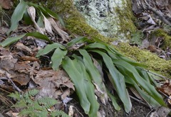 Carex fraseriana