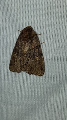 Phosphila turbulenta