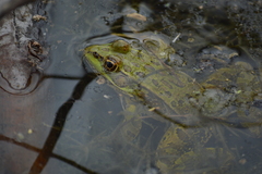 Lithobates chiricahuensis