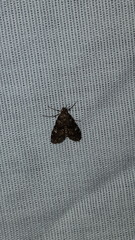 Elophila tinealis