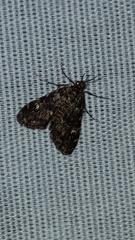 Elophila tinealis