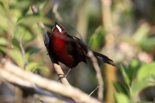 Silver-beaked Tanager