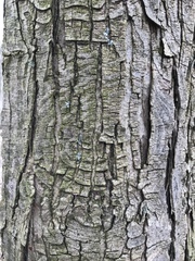 Neonectria ditissima