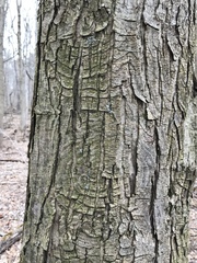 Neonectria ditissima