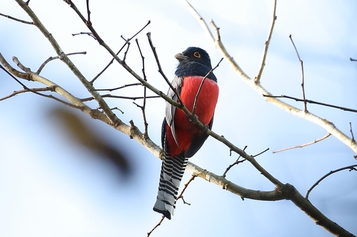 Blue-crowned Trogon
