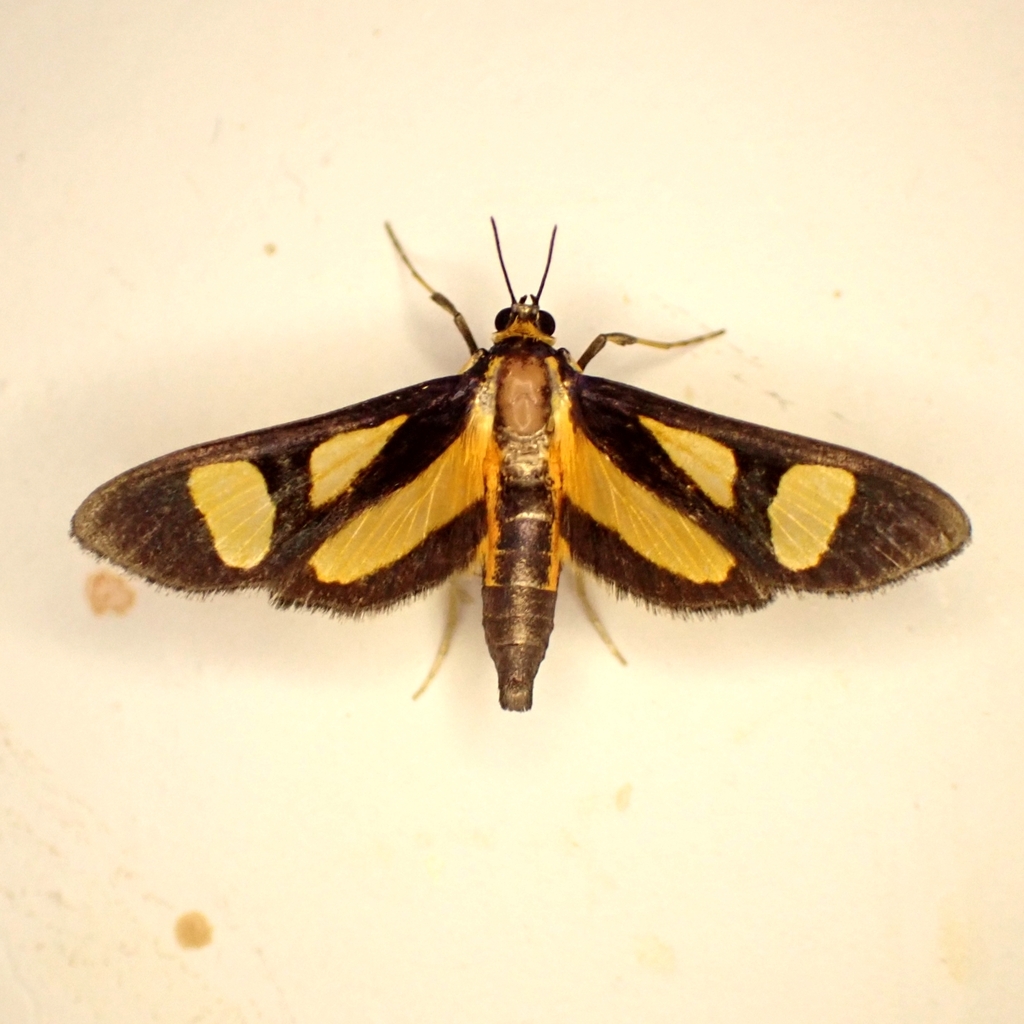 Syllepte glaucopidalis