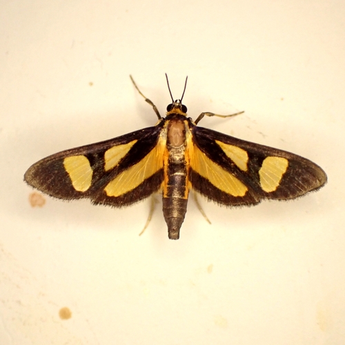 Syllepte glaucopidalis