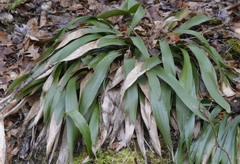 Carex fraseriana