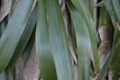 Carex fraseriana