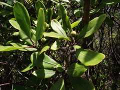 Pittosporum huttonianum
