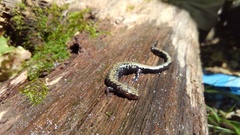Plethodon hubrichti