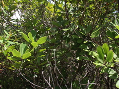 Pittosporum huttonianum