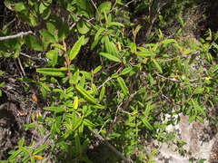 Pomaderris rugosa