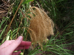Miscanthus nepalensis