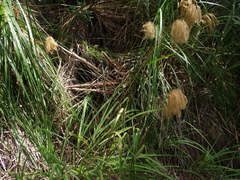 Miscanthus nepalensis