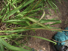 Miscanthus nepalensis