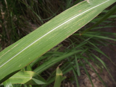 Miscanthus nepalensis