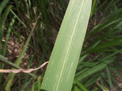 Miscanthus nepalensis