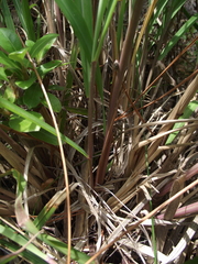 Miscanthus nepalensis