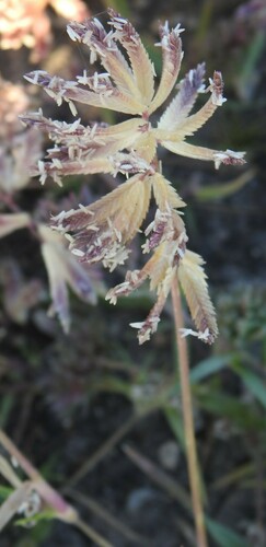 Image of Creeping lovegrass by (c) saltyhiker, some rights reserved (CC BY)