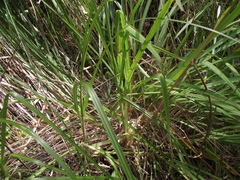 Miscanthus nepalensis