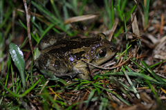 Pelobates fuscus