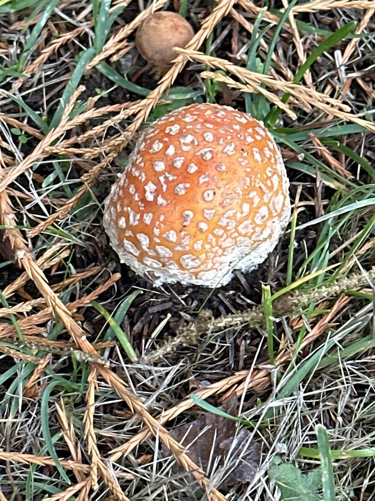 Fly Agaric from Whidbey Island, Oak Harbor, WA, US on October 17, 2023