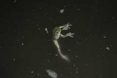 Hyla intermedia