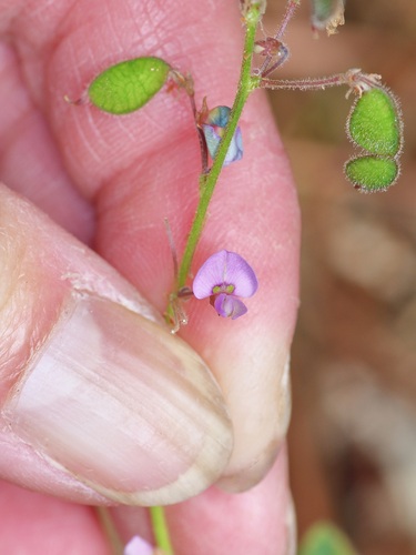 Image of Desmodium ciliare by (c) Michelle W. （鍾偉瑋）, some rights reserved (CC BY)