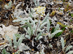 Achillea nana