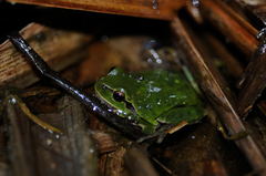 Hyla intermedia