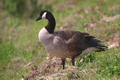 Branta canadensis