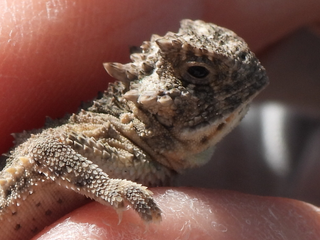 Texas Horned Lizard in October 2023 by Sam Kieschnick. One of the best ...