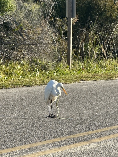 Great Egret photographed in North Carolina